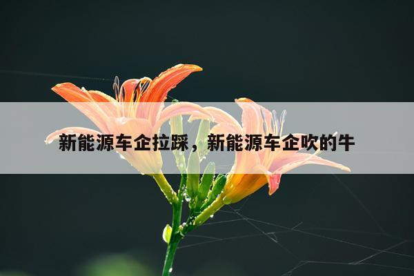 新能源车企拉踩，新能源车企吹的牛